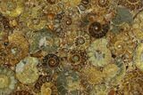 Composite Plate Of Agatized Ammonite Fossils #130559-1